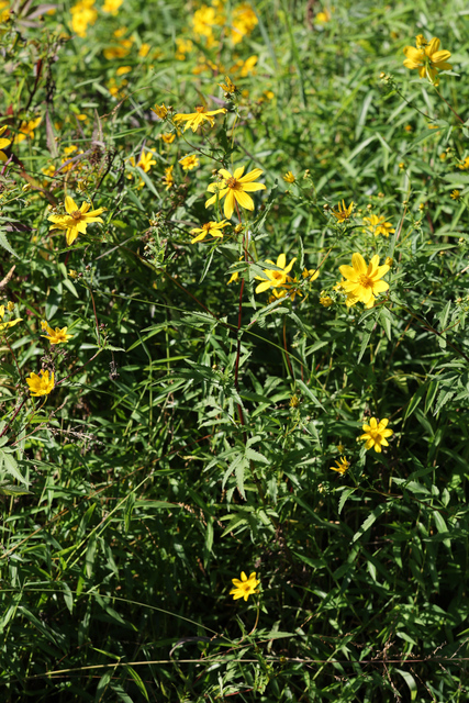 Bidens polylepis - plants