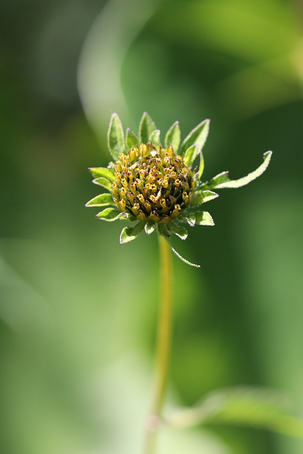 Bidens vulgata