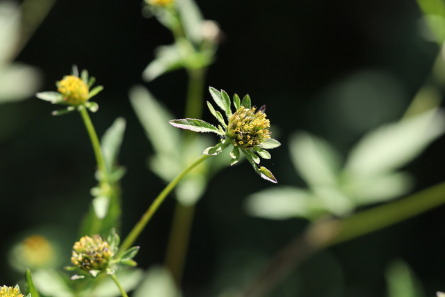 Bidens vulgata