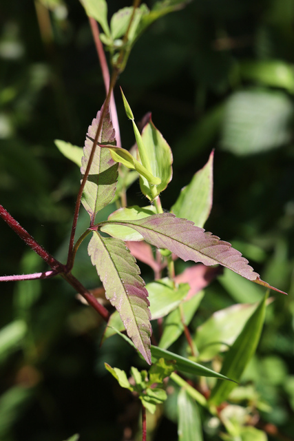 Bidens vulgata - leaves