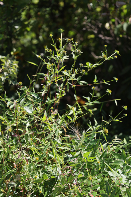 Bidens vulgata - plant