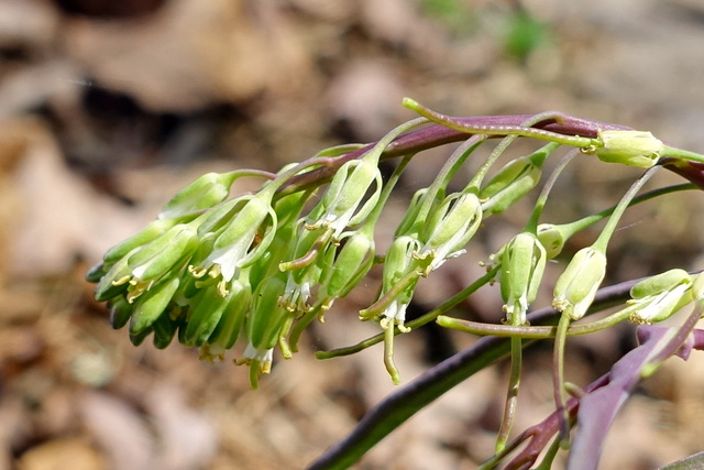 Boechera laevigata