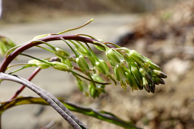 Boechera laevigata