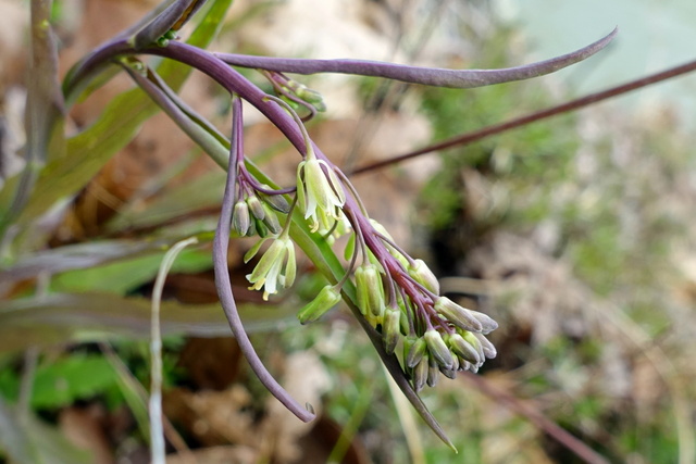 Boechera laevigata