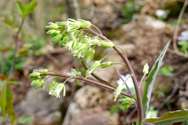 Boechera laevigata