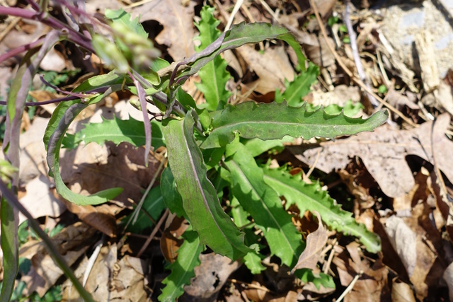 Boechera laevigata - leaves