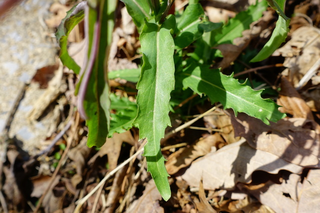 Boechera laevigata - leaves