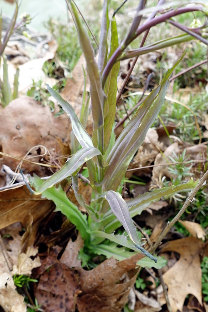 Boechera laevigata - leaves