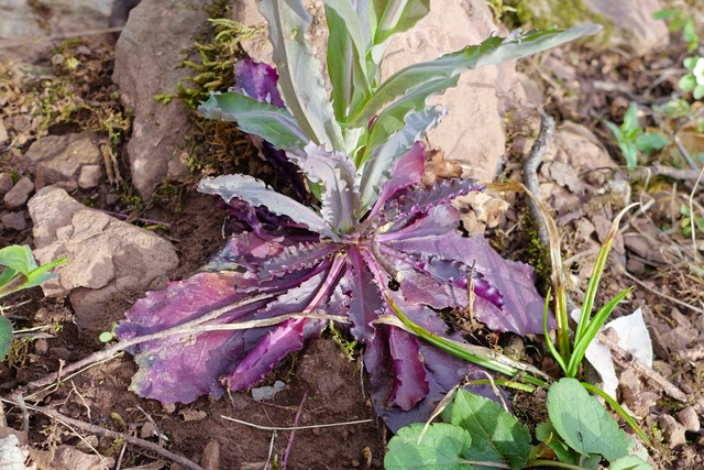 Boechera laevigata - leaves