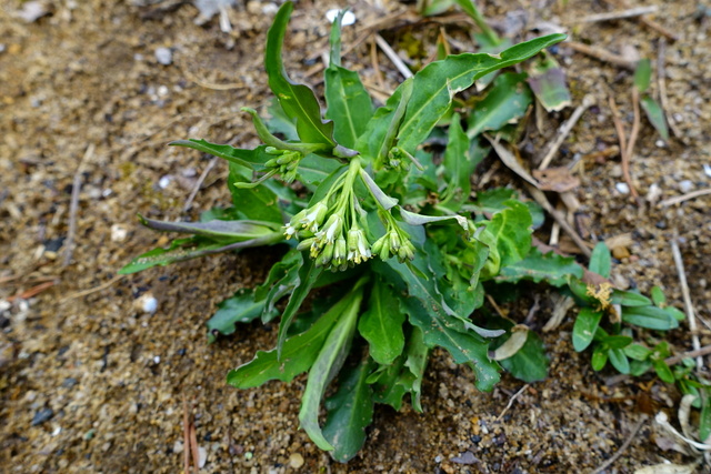 Boechera laevigata - plant