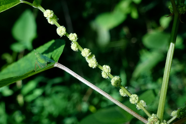 Boehmeria cylindrica