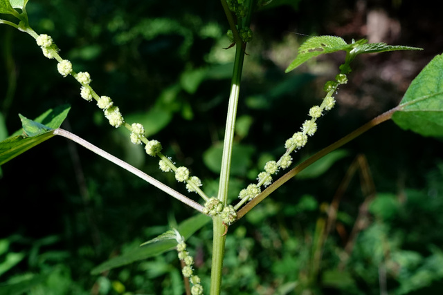 Boehmeria cylindrica