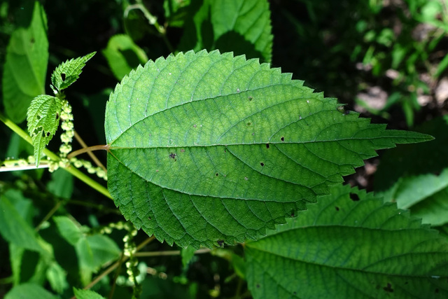 Boehmeria cylindrica - leaves