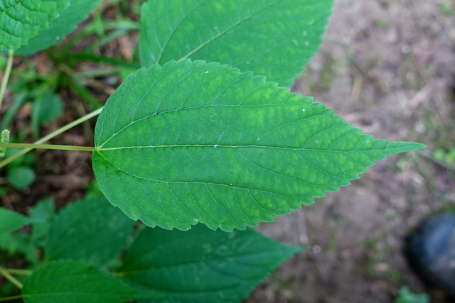 Boehmeria cylindrica - leaves