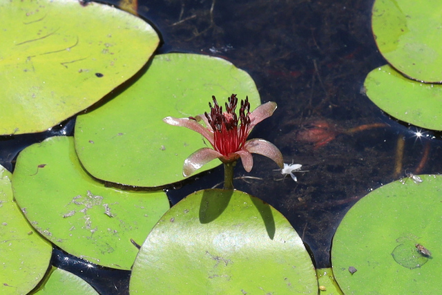 Brasenia schreberi