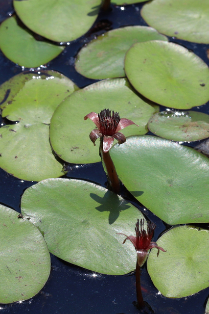 Brasenia schreberi