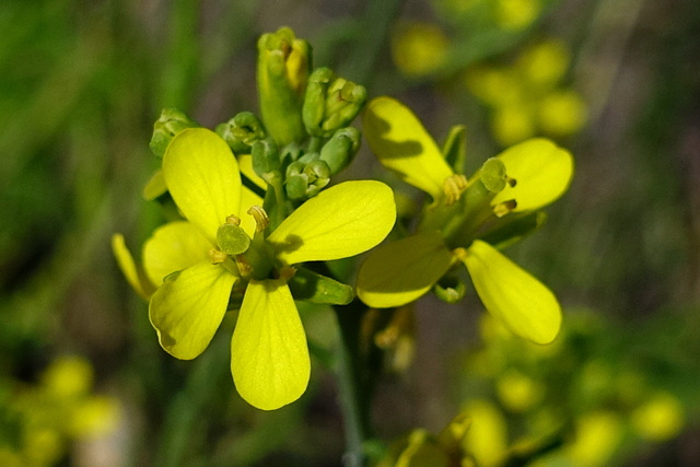 Brassica rapa