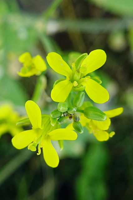 Brassica rapa