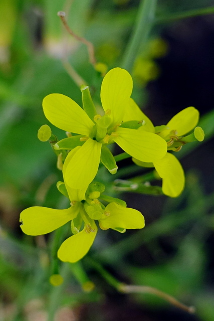 Brassica rapa