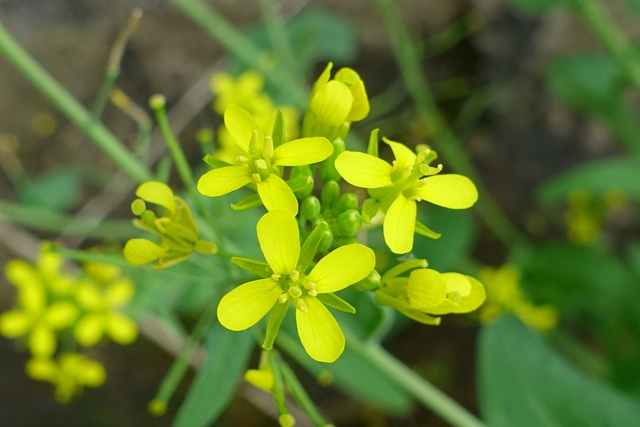 Brassica rapa