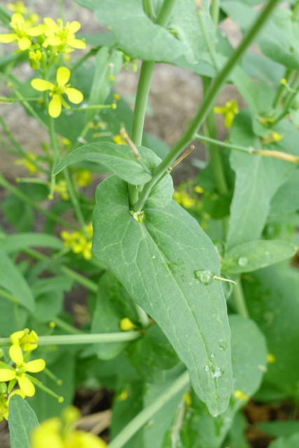 Brassica rapa - leaves