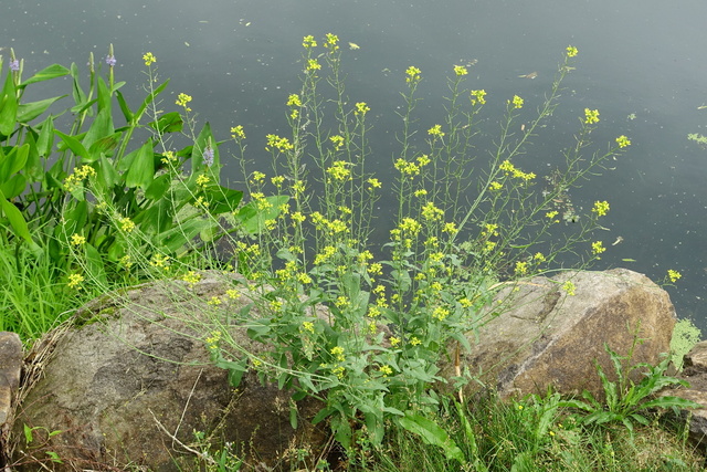 Brassica rapa - plant