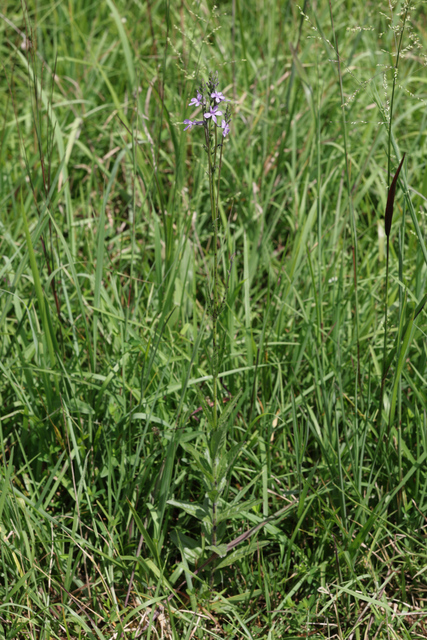 Buchnera americana - plant
