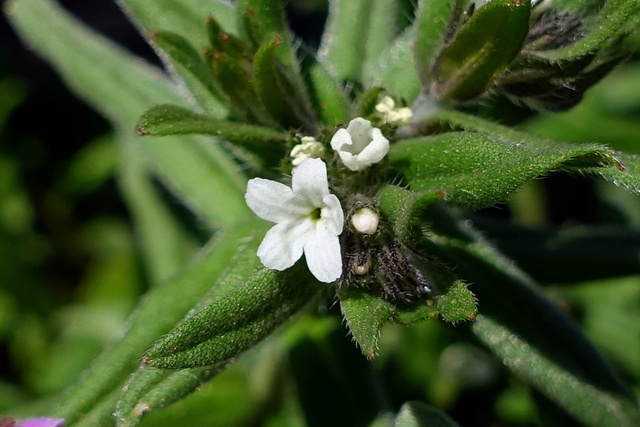 Buglossoides arvensis