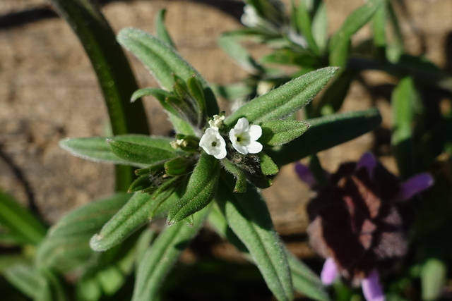 Buglossoides arvensis