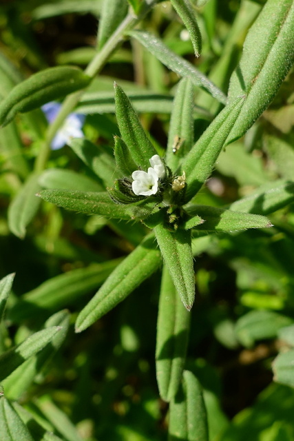 Buglossoides arvensis