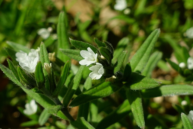 Buglossoides arvensis