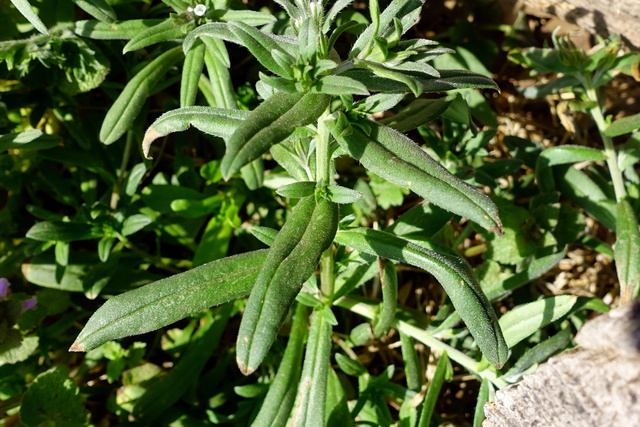 Buglossoides arvensis - leaves