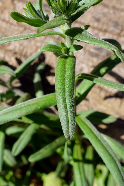 Buglossoides arvensis - leaves