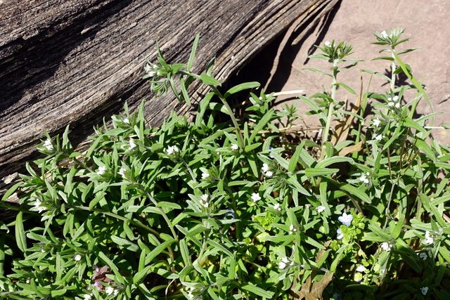 Buglossoides arvensis - plants