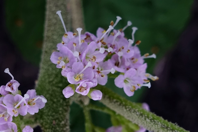 Callicarpa americana