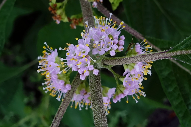 Callicarpa americana