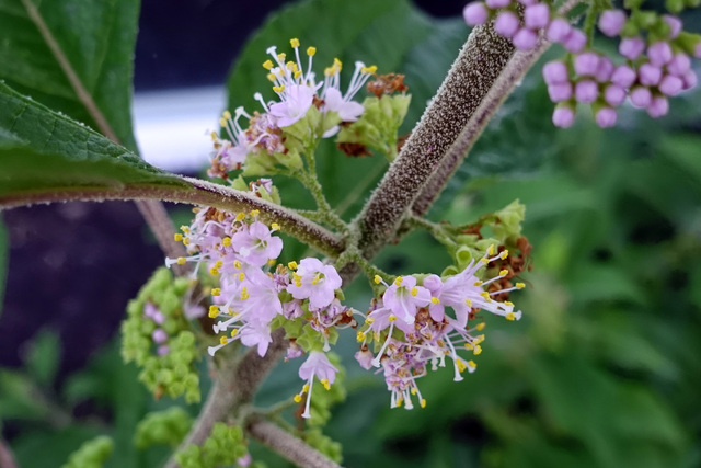 Callicarpa americana