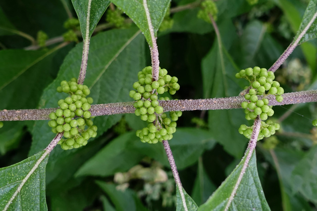 Callicarpa americana - berries