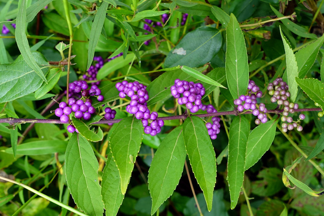 Callicarpa americana - berries