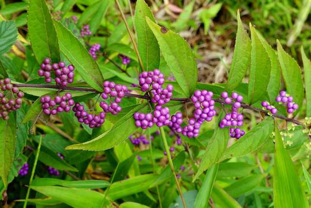 Callicarpa americana - berries