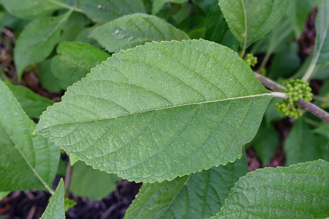 Callicarpa americana - leaves