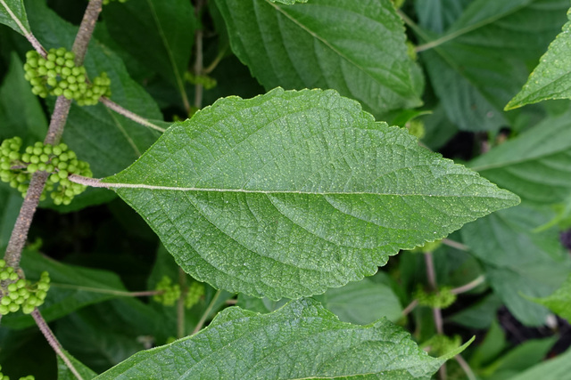 Callicarpa americana - leaves