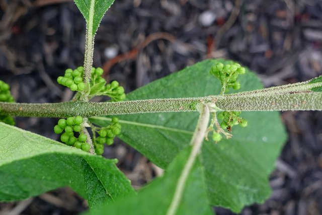 Callicarpa americana - stem