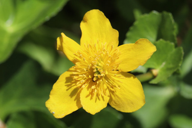 Caltha palustris
