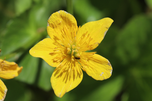 Caltha palustris