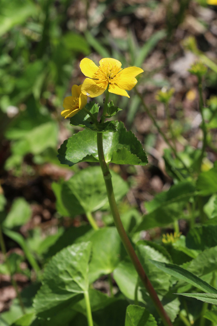 Caltha palustris