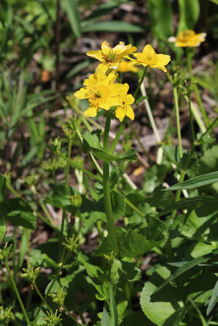 Caltha palustris
