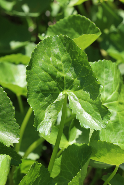 Caltha palustris - leaves