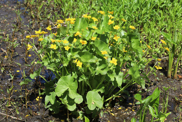 Caltha palustris - plants