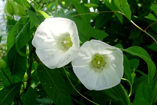 Calystegia sepium